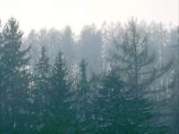 Alberi nella nebbia a brunico